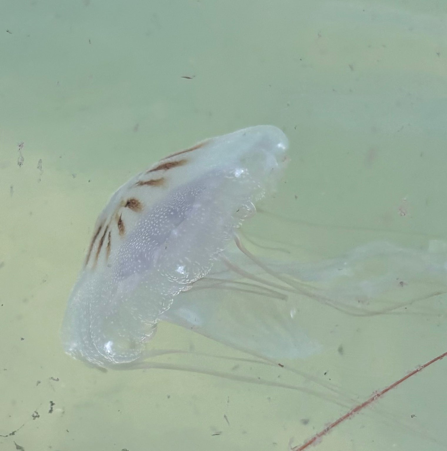 Atlantic Sea Nettles: Water Temperature Preferences and Seasonal Patterns in the Northern Gulf of Mexico