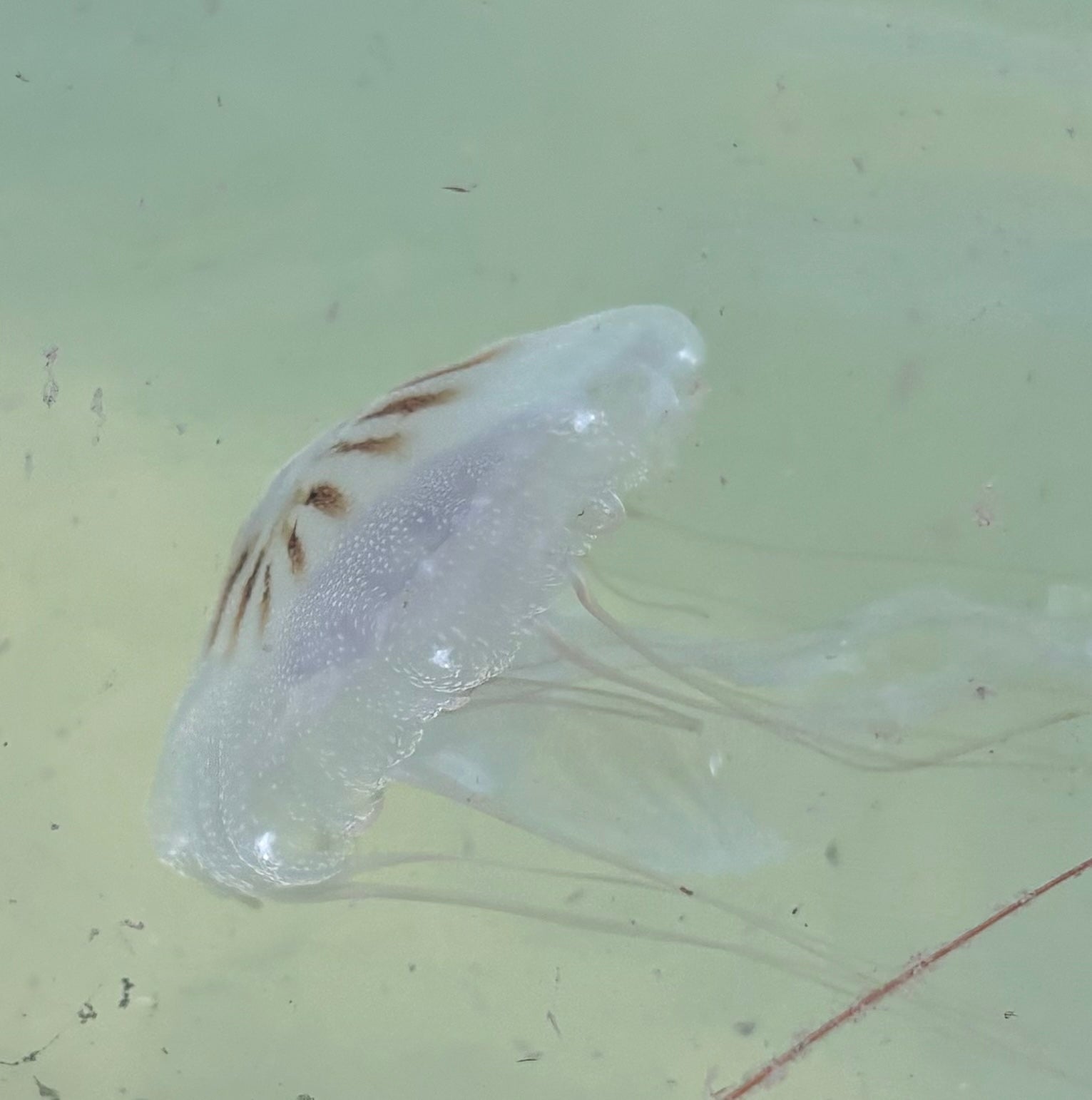 Atlantic Sea Nettles: Water Temperature Preferences and Seasonal Patterns in the Northern Gulf of Mexico