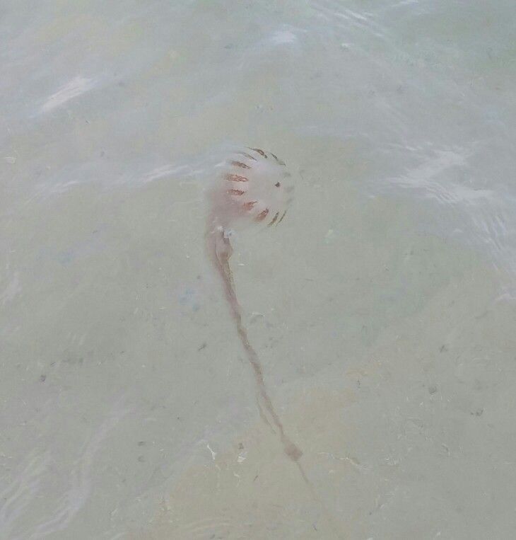 When are jellyfish the worst in the North America?