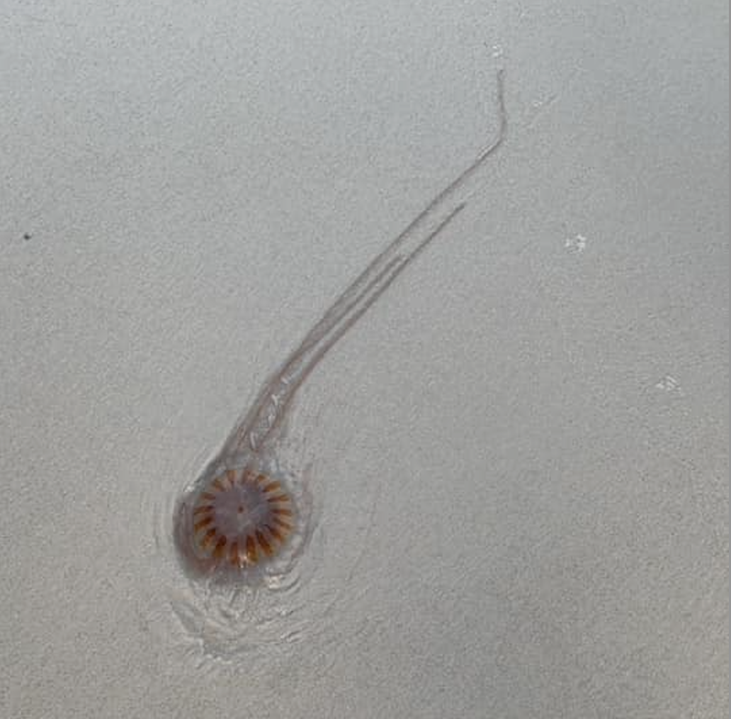 Sea Nettle