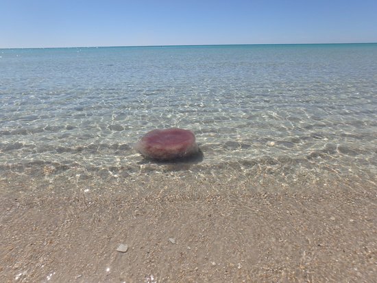 Facts About Jellyfish